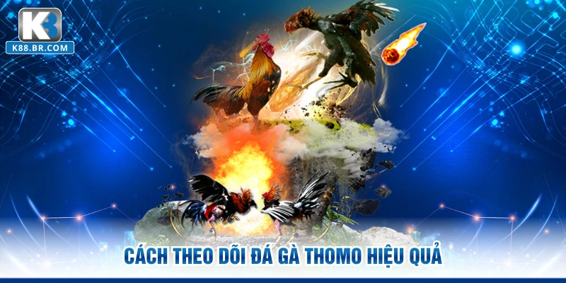 Cách theo dõi đá gà Thomo hiệu quả