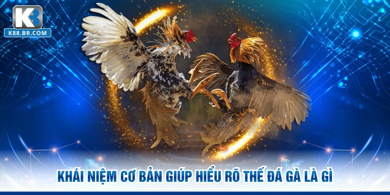 Khái niệm cơ bản giúp hiểu rõ thế đá gà là gì