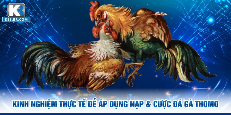 Kinh nghiệm thực tế dễ áp dụng nạp & cược đá gà Thomo