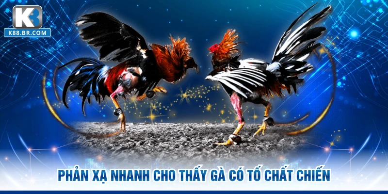 Phản xạ nhanh cho thấy gà có tố chất chiến