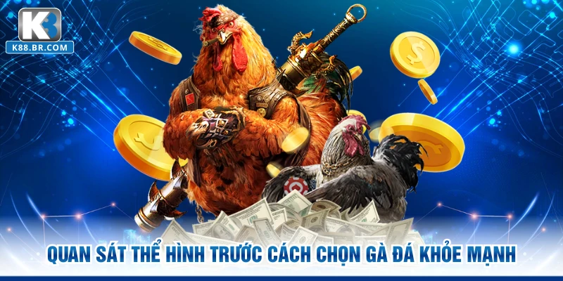 Quan sát thể hình trước cách chọn gà đá khỏe mạnh