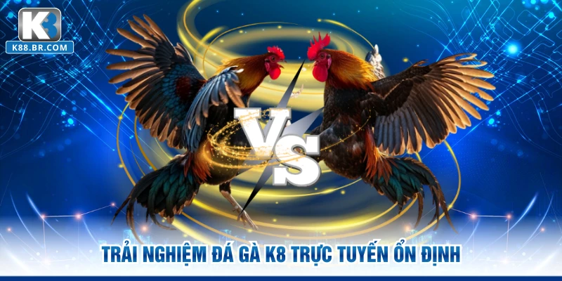 Trải nghiệm đá gà K8 trực tuyến ổn định